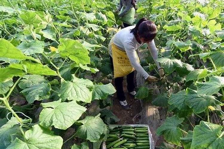 怎样种植黄瓜(黄瓜的种植与管理)