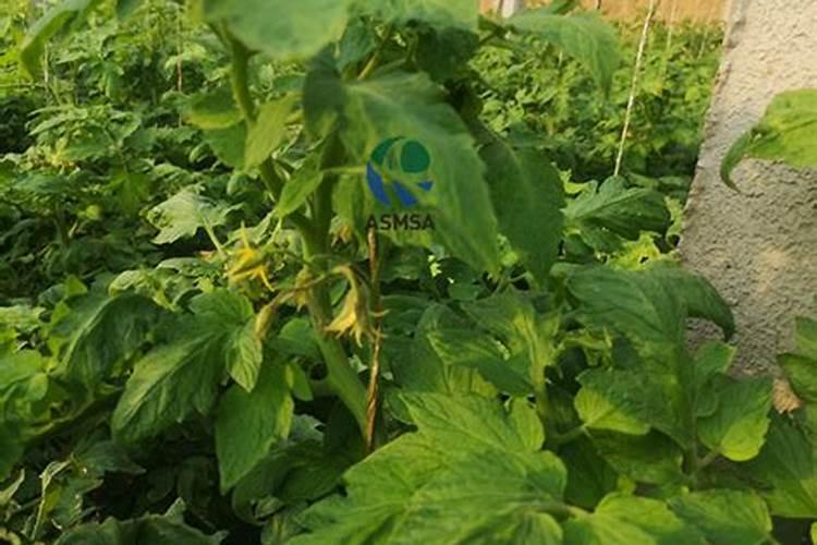西红柿的种植用什么肥料好