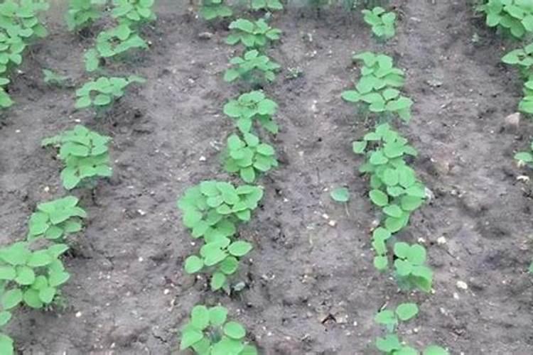 黄豆开花期需要施什么肥 什么时候施肥能高产