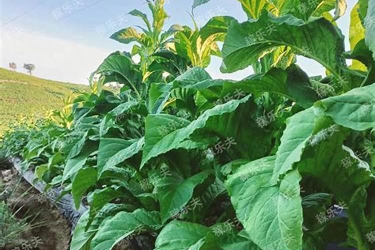 种植芋头需要用什么肥料最好(栽培芋头施什么肥产量高)