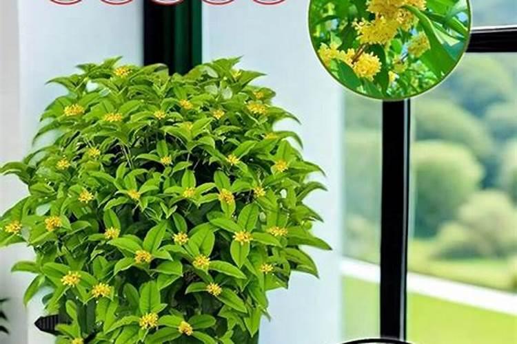 桂花树施什么肥合适