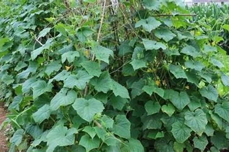 苦瓜怎么种植和管理