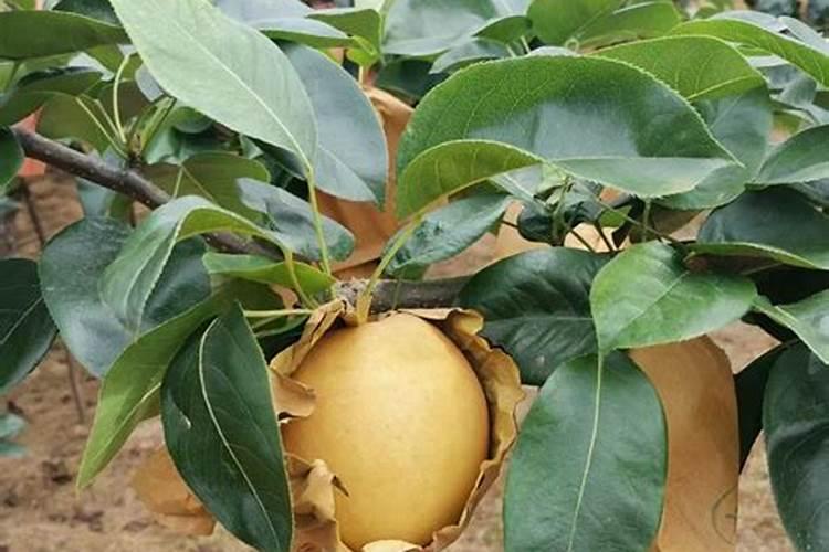 梨树膨果期用什么肥料