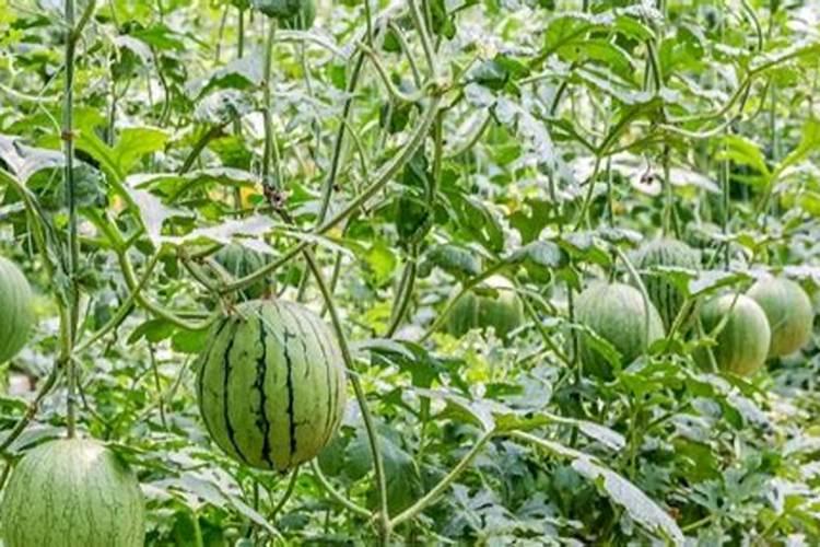 种植蔬菜用什么肥料最好