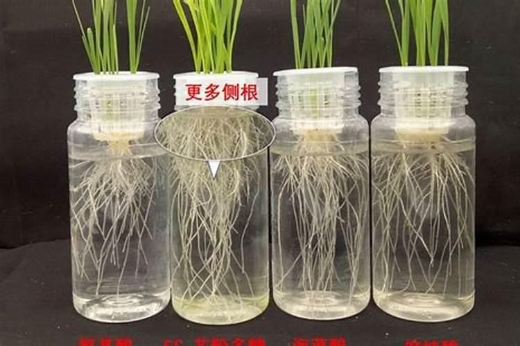 王叔和™花粉多糖,原来是一种新型生物刺激素!