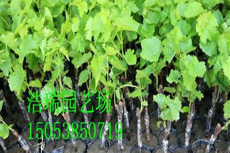 自家种的葡萄树施什么肥好