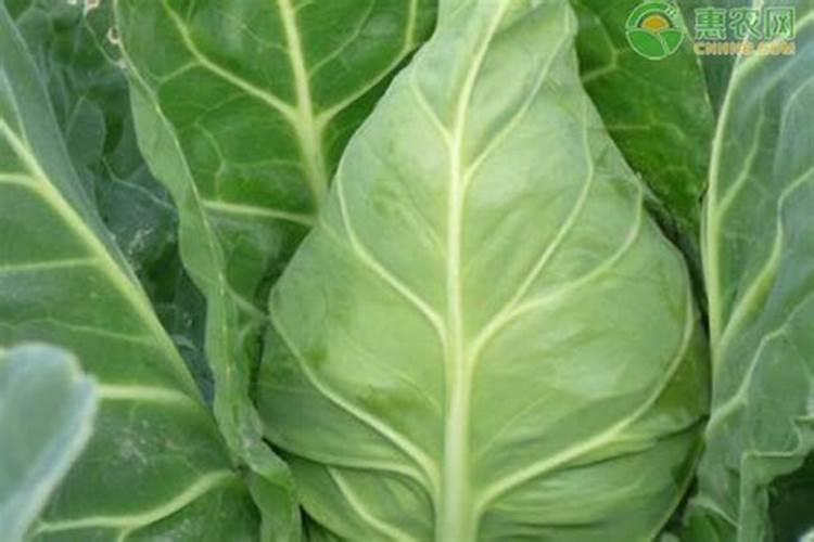 在农村种植包菜,如何防止炸心？