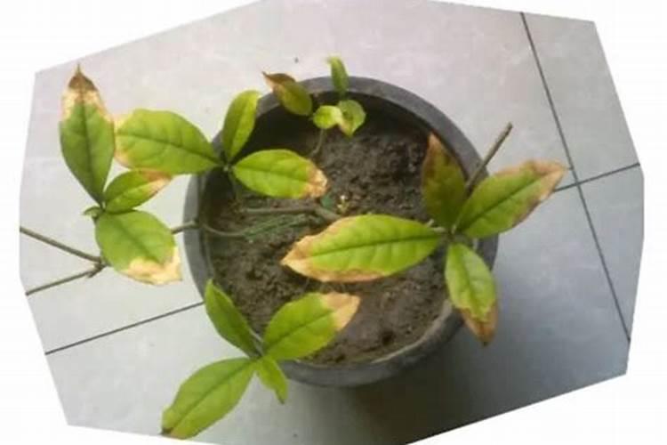 桂花树不长新叶怎么办？