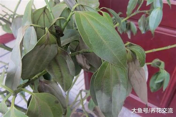 桂花树不开花的原因是什么？