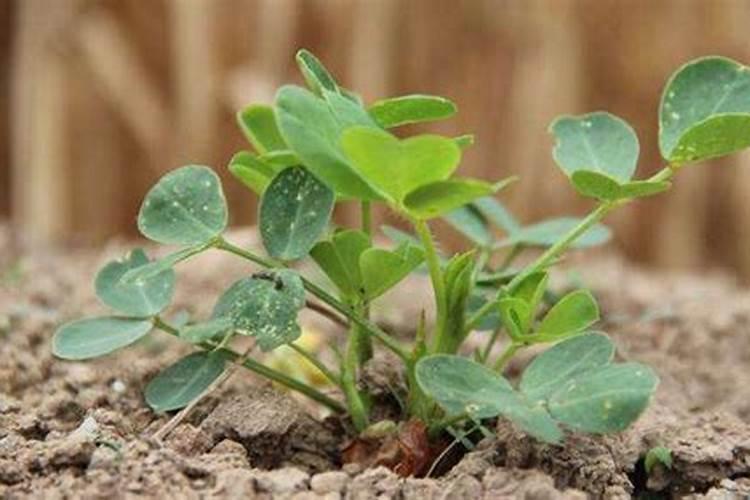 花生喷施钙肥最佳时间 什么时候使用合适