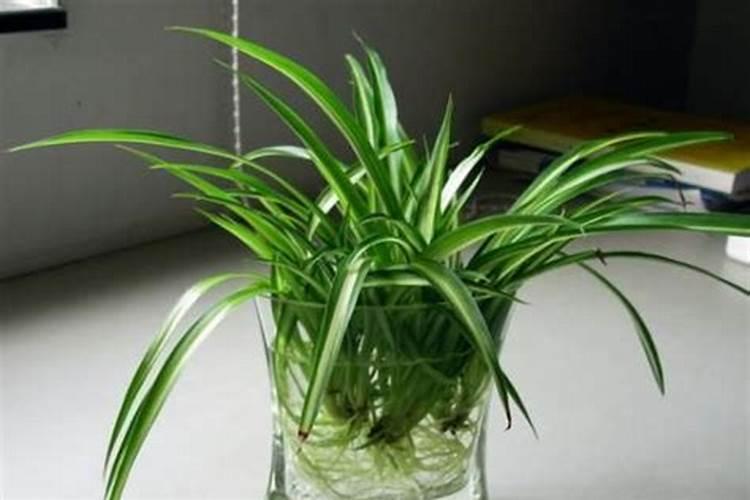 水培植物怎么养长得好;水培绿萝怎么不长藤蔓