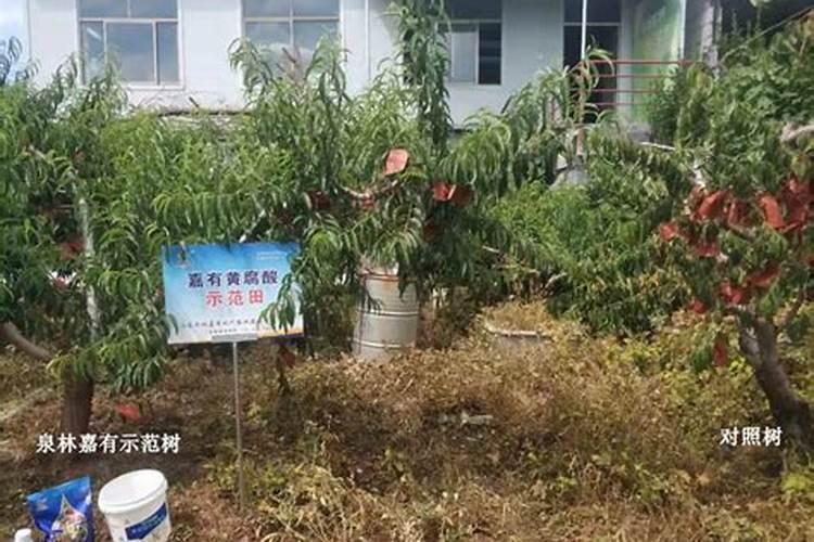 桃树小叶病用什么药可以治(桃树小叶病防治方法)