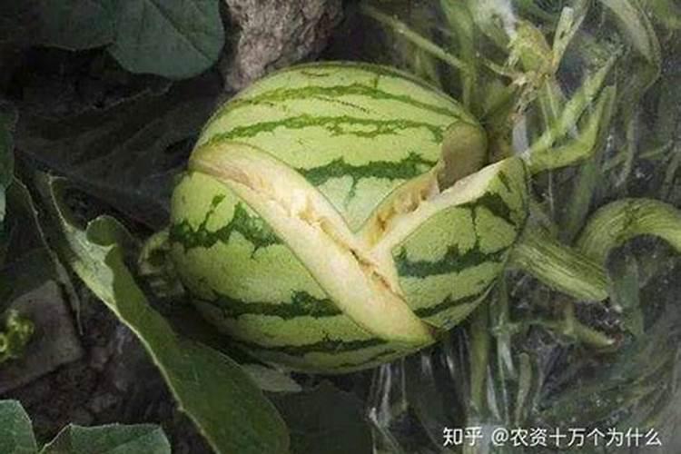 复合肥几天被作物吸收