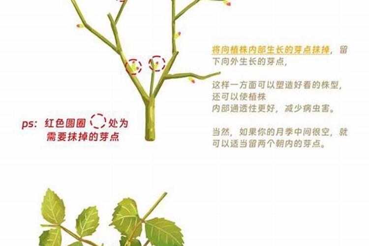月季花摘芽后如何正确施肥