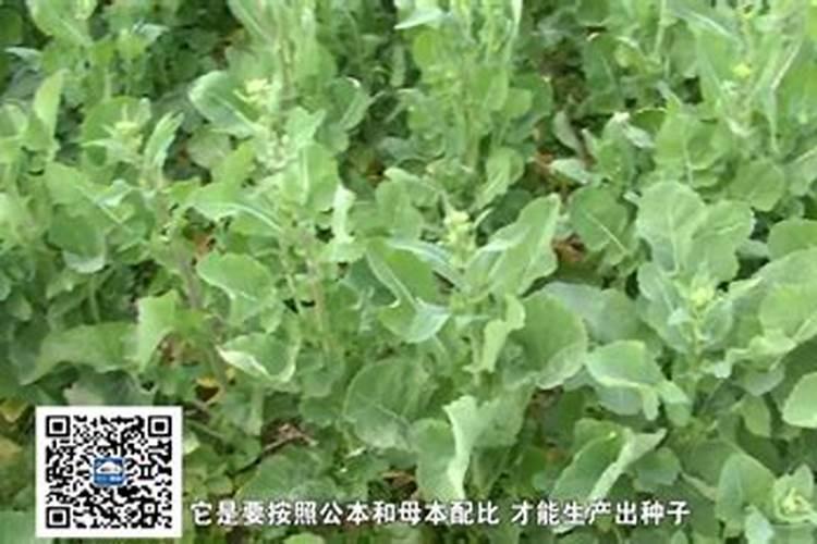 油菜什么时候施硼肥