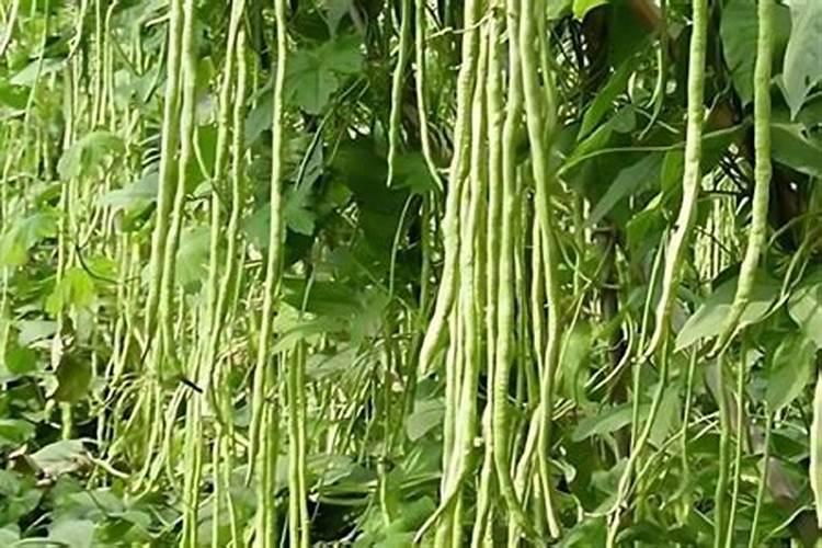 适合豆角种植的肥料都有哪些？