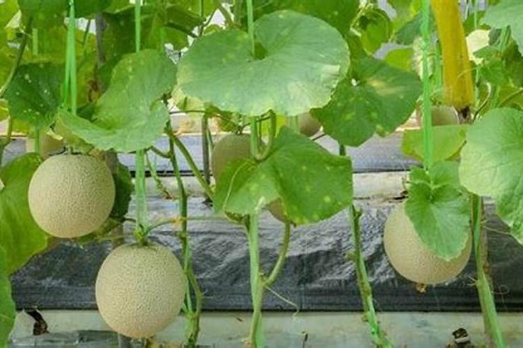 果树这三个追肥时期,再忙也要补充