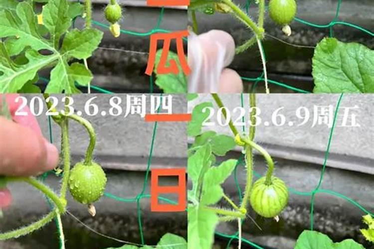 哈密瓜施肥时间