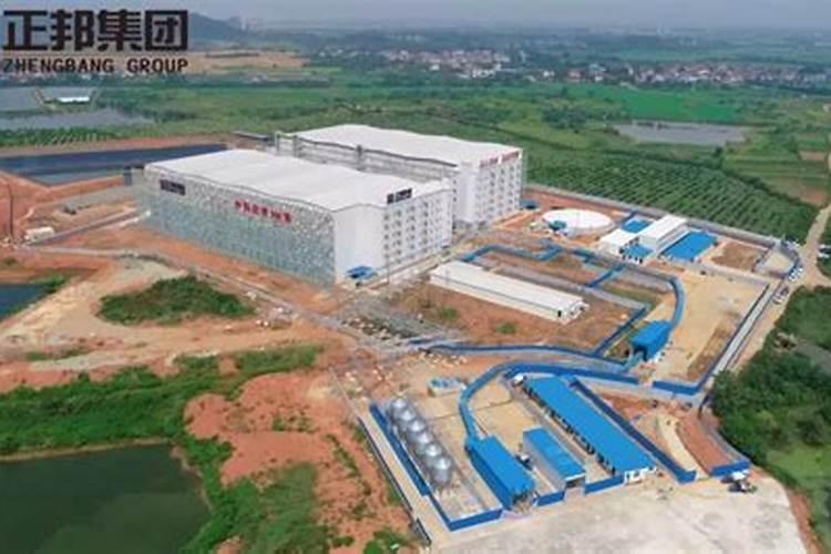 香菜如何快速发芽？