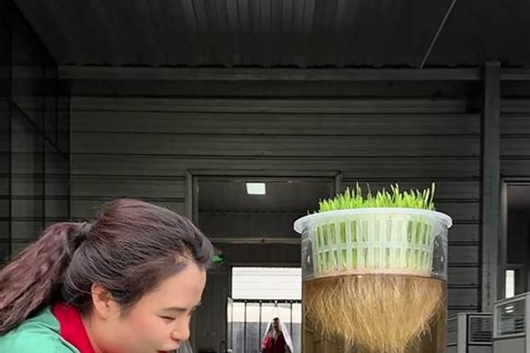 水溶肥施用后多久见效 水溶肥施完三小时后下雨有效吗