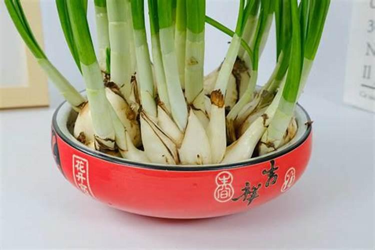 水培水仙花能施磷酸二氢钾吗