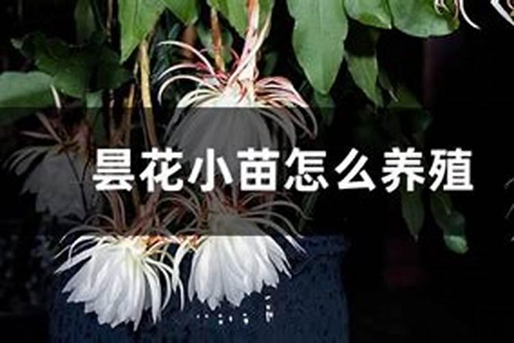 昙花如何养护花苞多