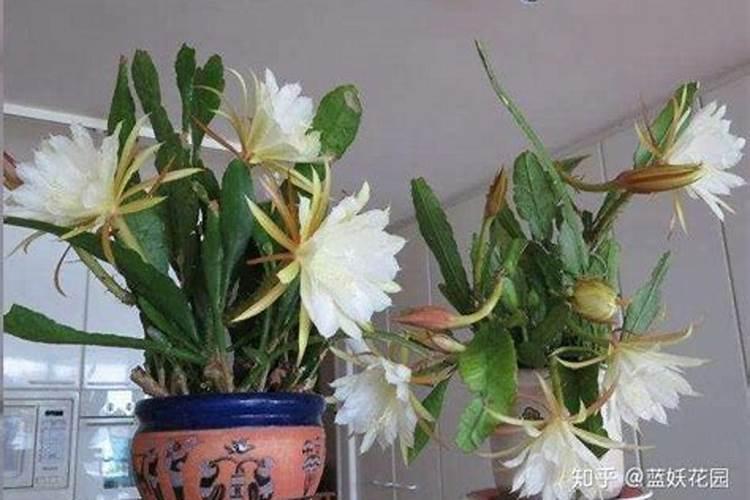 昙花的养殖方法