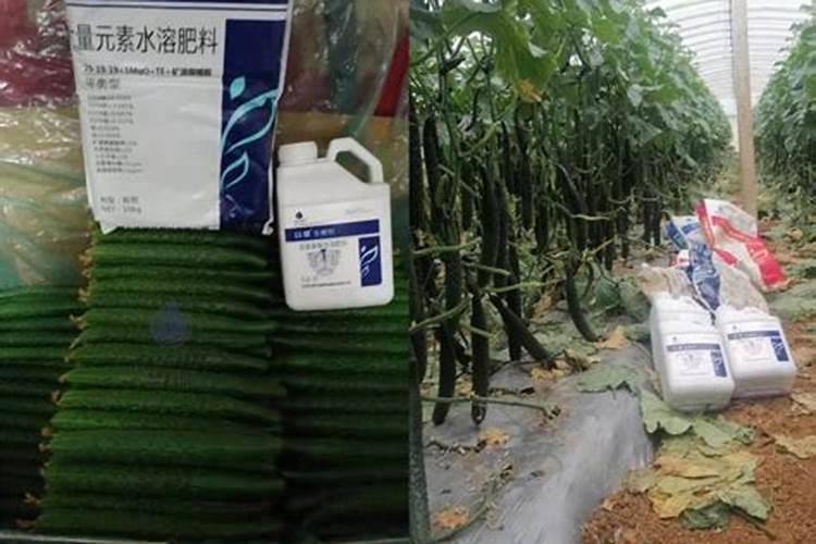 黄瓜喷什么叶面肥茎杆粗壮