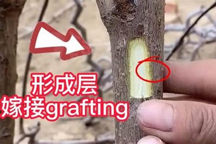 柑橘苗木果树种植管理 柑橘怎么养殖好