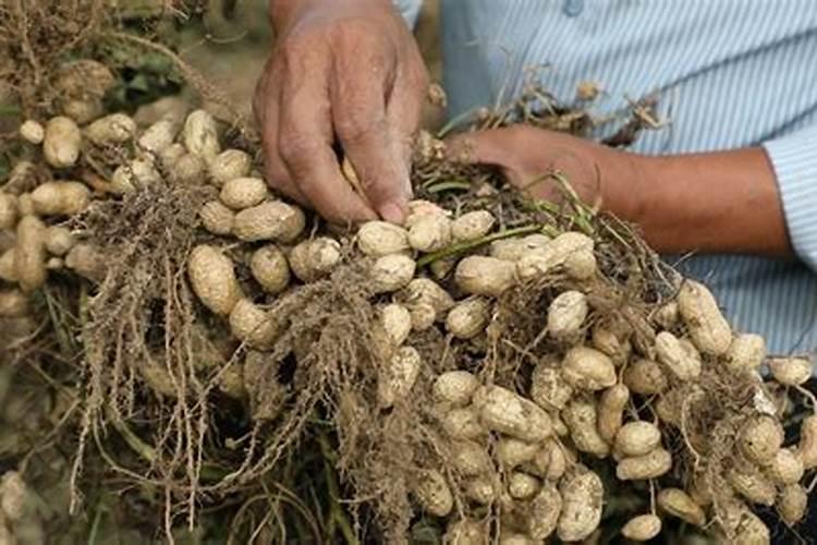 种花生怎么种才能高产 种花生的方法