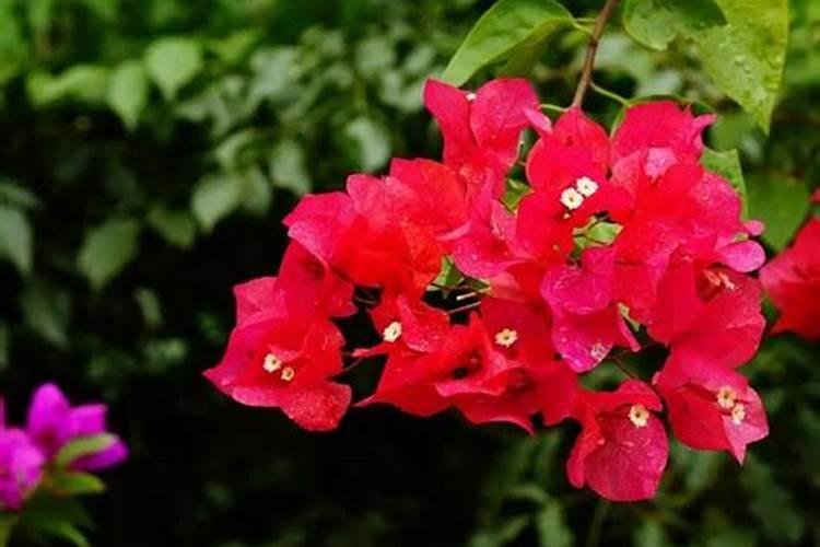施什么肥可以促进开花