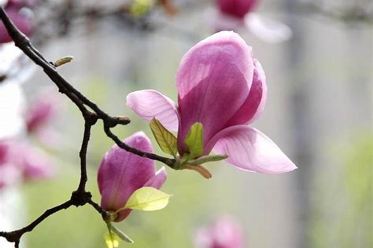 玉兰花的水肥管理