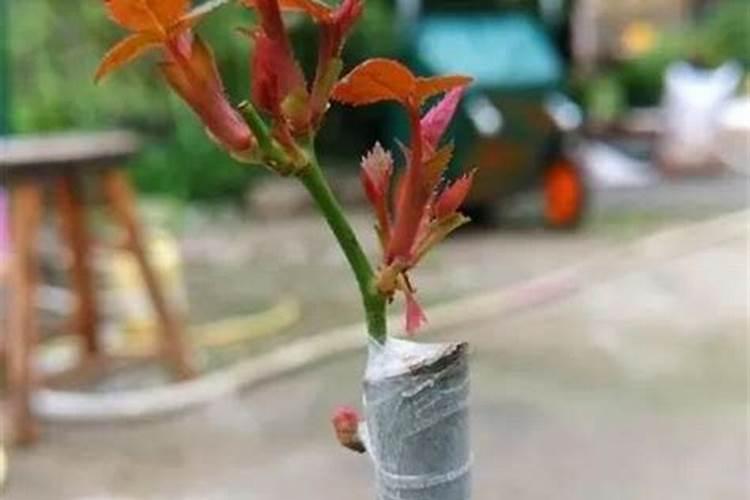 嫁接长出的萌芽可以喷叶面肥吗？