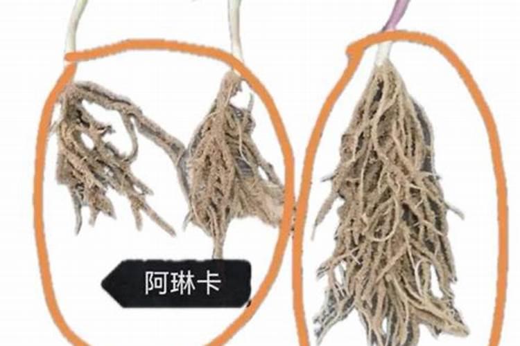 向日葵要如何种植