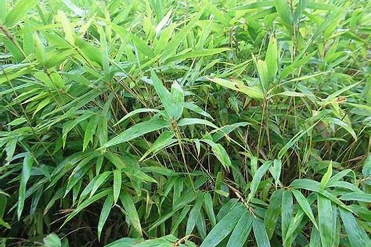 毛竹复合肥最佳比例