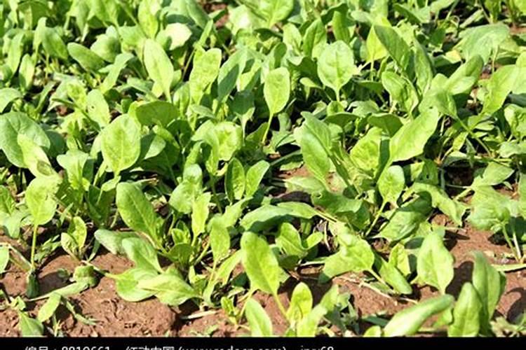 刚出苗的菠菜,需要施肥吗？施什么肥好？