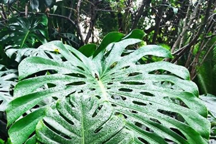 龟背竹如何正确浇水施肥