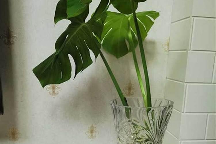 龟背竹夏天能施肥吗？龟背竹的施肥方法和注意事项