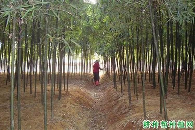 劲驼复合肥80斤价格