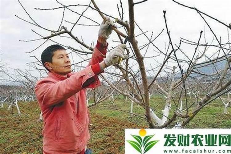 嫁接后的果树什么时候能打叶面肥