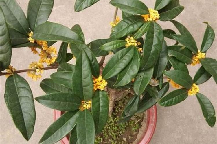 桂花树施肥用什么肥料