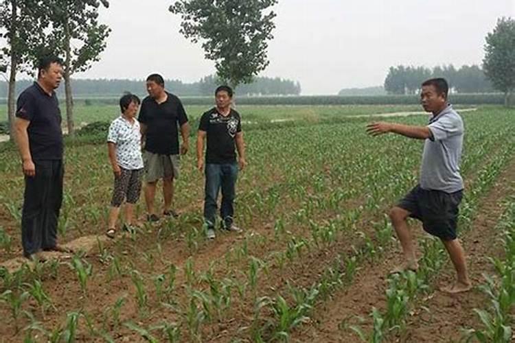 种植高粱用什么化肥
