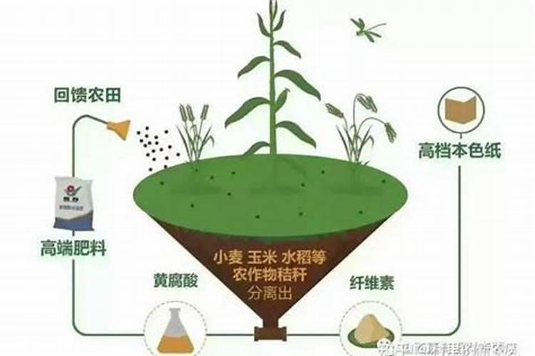 包粽子的叶子叫什么？
