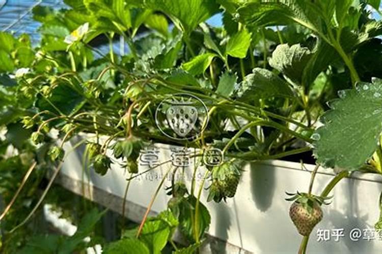 大蒜必须追施生根肥吗？用什么肥根系粗壮