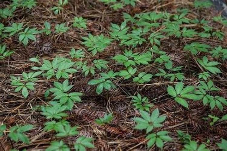 果树叶面肥用什么较好？