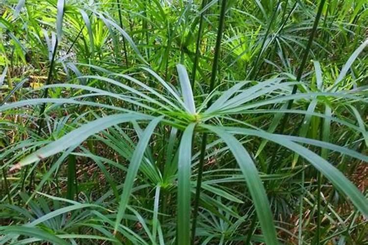 家养竹子叶子发黄怎么补救