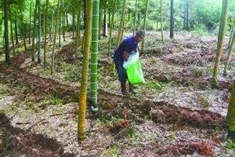 移栽的果树春天没发芽,但树根和树枝没死该怎么办