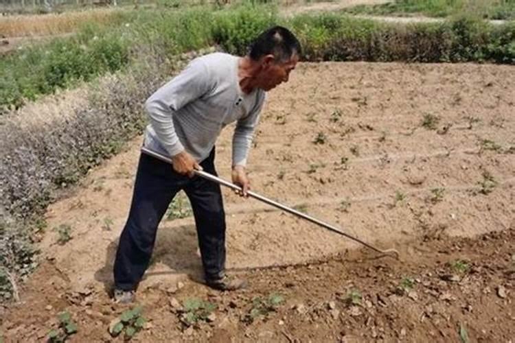 蔬菜黄叶病用什么药防治最好