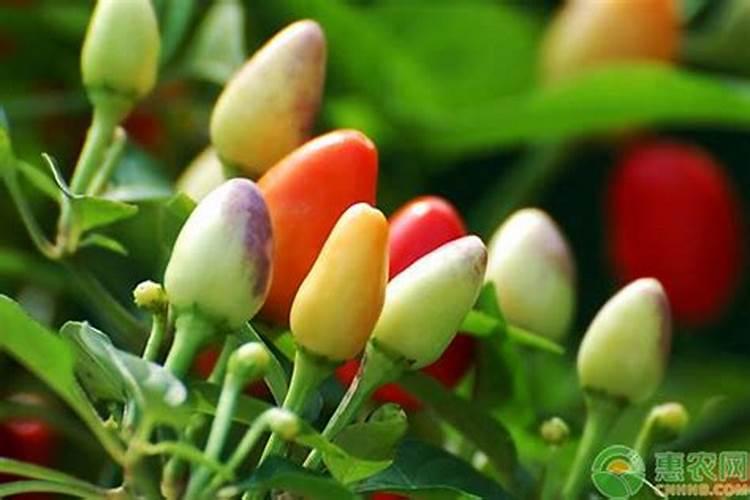 种植甜椒应该如何施肥？甜椒高产施肥技术!