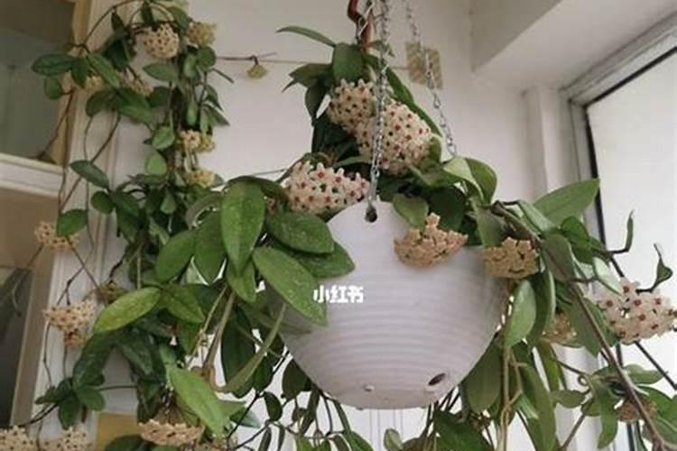 球兰不开花怎么办？